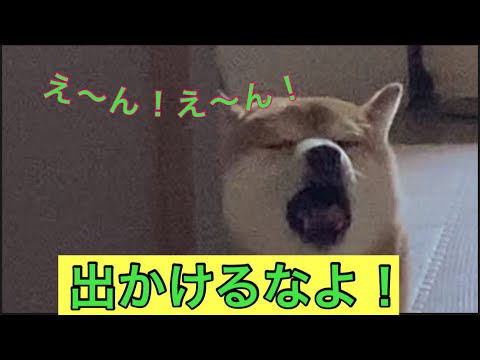 【柴犬飼い主54歳】飼い主が出かけると分かると悲しい声で訴える柴犬！