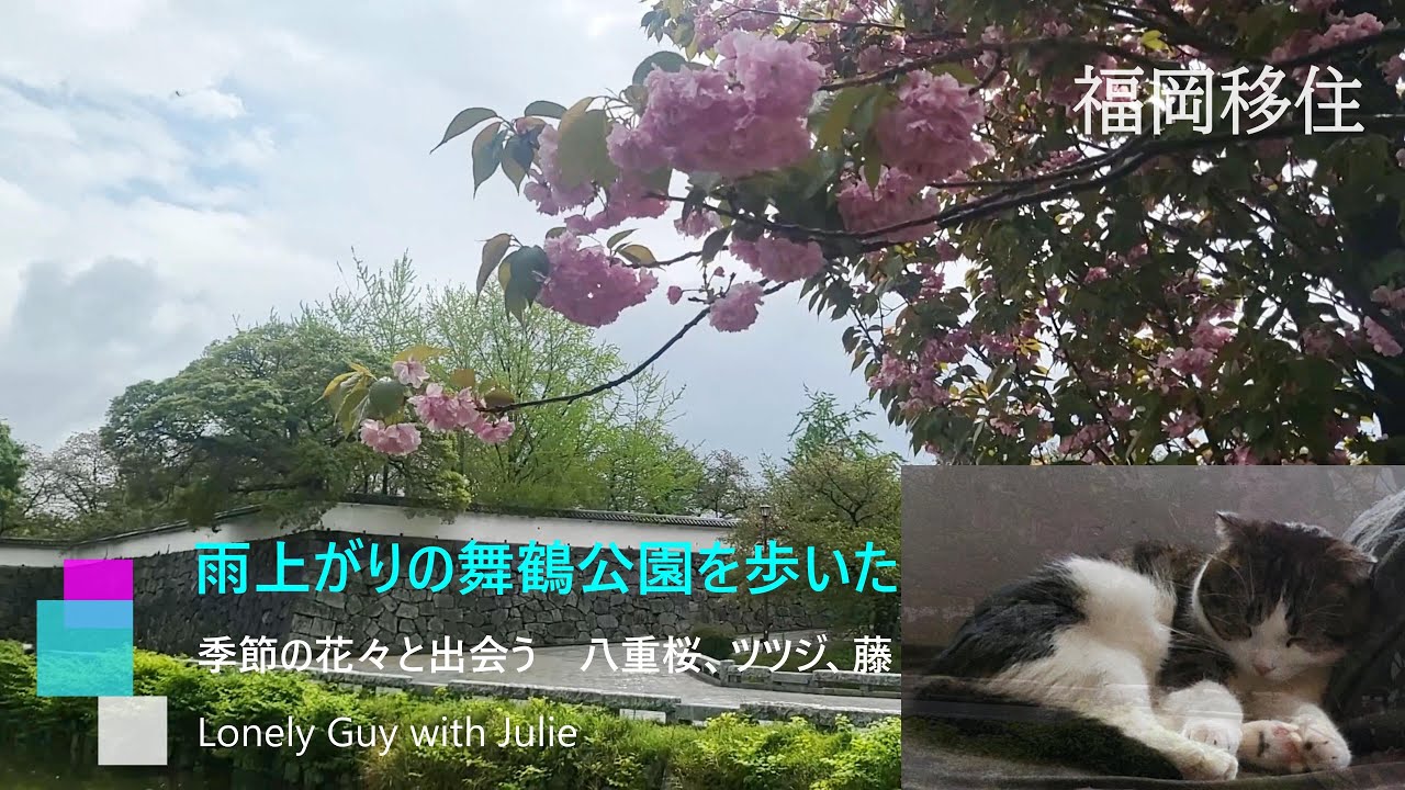 vlog【福岡移住】ハローワークの後　雨上がりに舞鶴公園 の季節の花々を観てきた　八重桜・ツツジ・藤【大阪のタワマン生活からアパート暮しの物語vol.23】