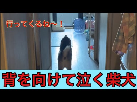 【柴犬飼い主54歳】飼い主が出かけると分かると背をむける柴犬！