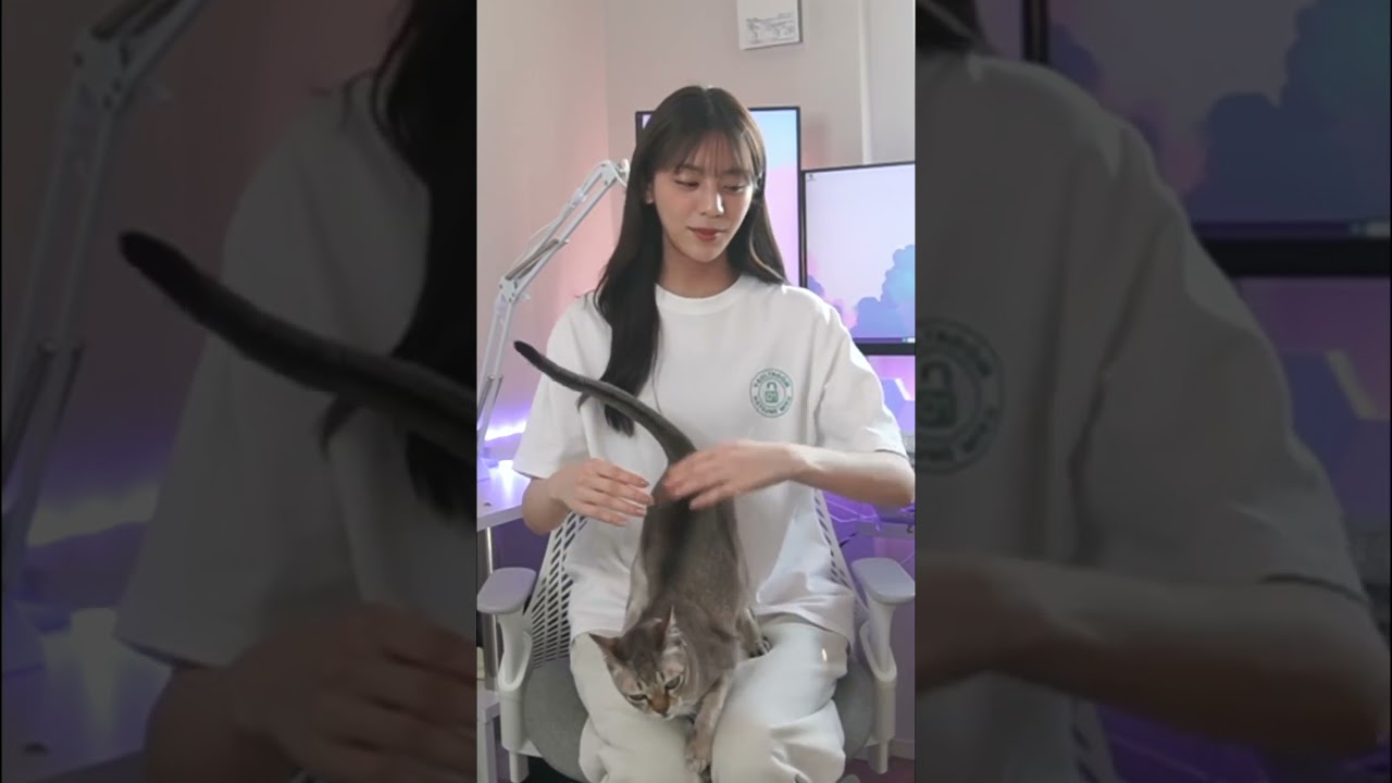 猫にお尻ペンペンする貴島明日香#ねこのいる生活 #ゲーム配信 #あすかさんち