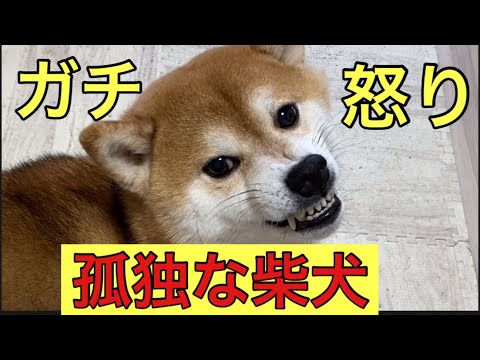 【柴犬飼い主54歳】柴犬と遊びたくて1番のお気に入りを取ろうとしたら！