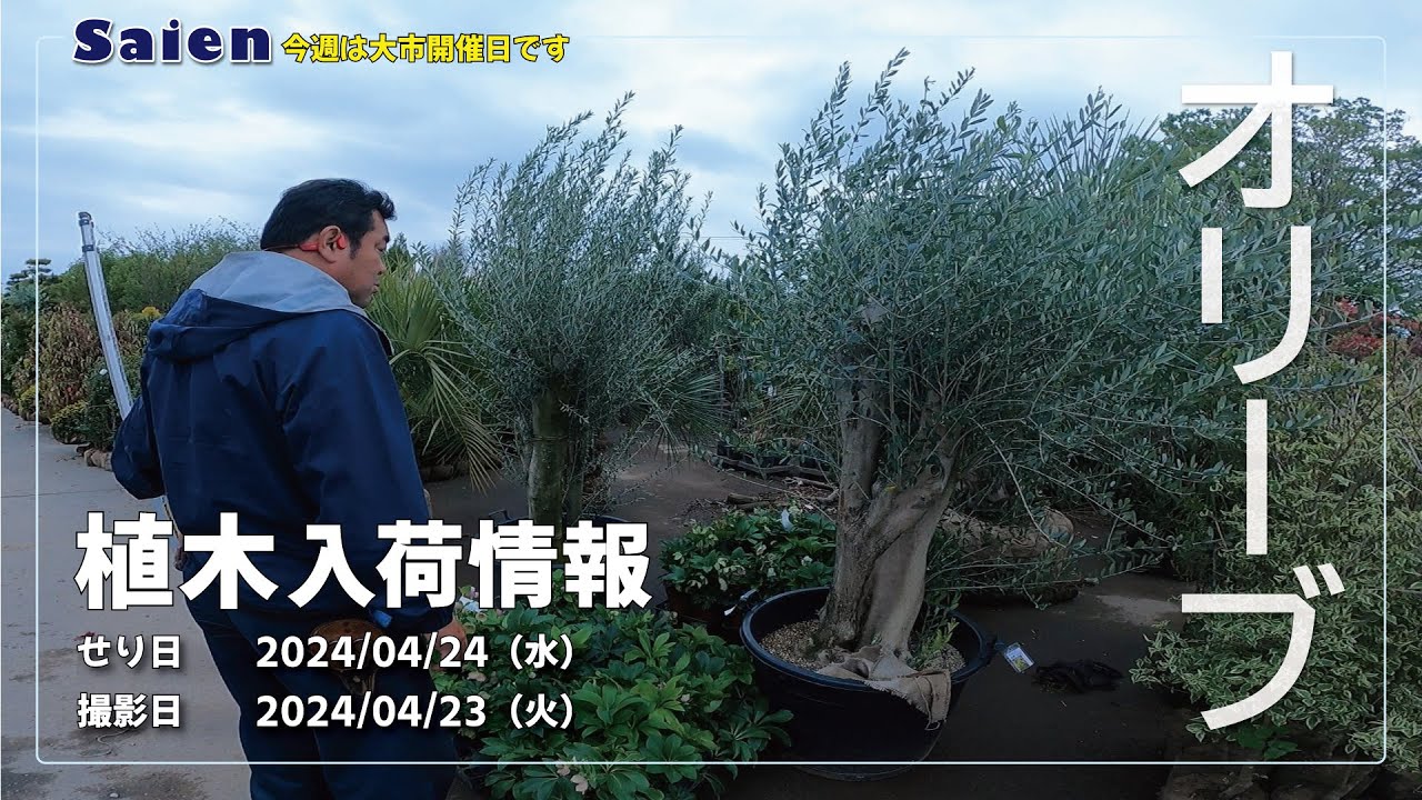 【Saien】植木入荷情報（2024/04/23 11:00頃）【オリーブ・本霧島躑躅】