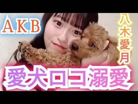 愛犬ロコを溺愛!AKB48八木愛月