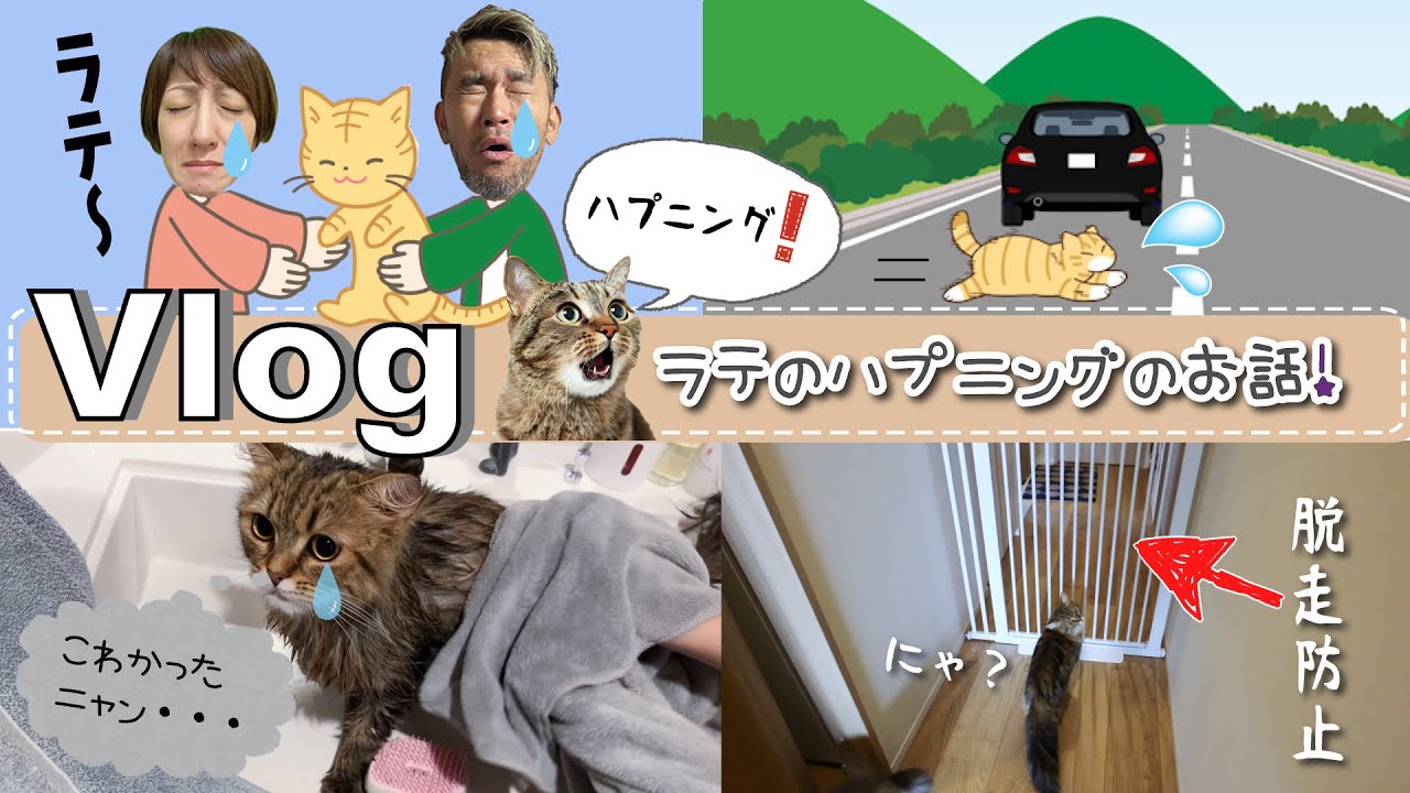 ★Vlog★年始の大ハプニング・・・ラテ行方不明のお話