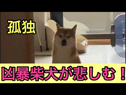 【柴犬飼い主54歳】凶暴柴犬が飼い主をお見送りし別れを悲しむ！