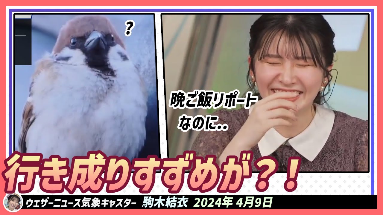 【駒木結衣】 晩ご飯リポート中、いきなりすずめのリポートが？！ジェットコースターのようなリポート紹介