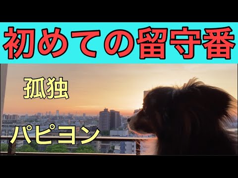 【柴犬飼い主54歳】パピヨン初めてのボッチ留守番！