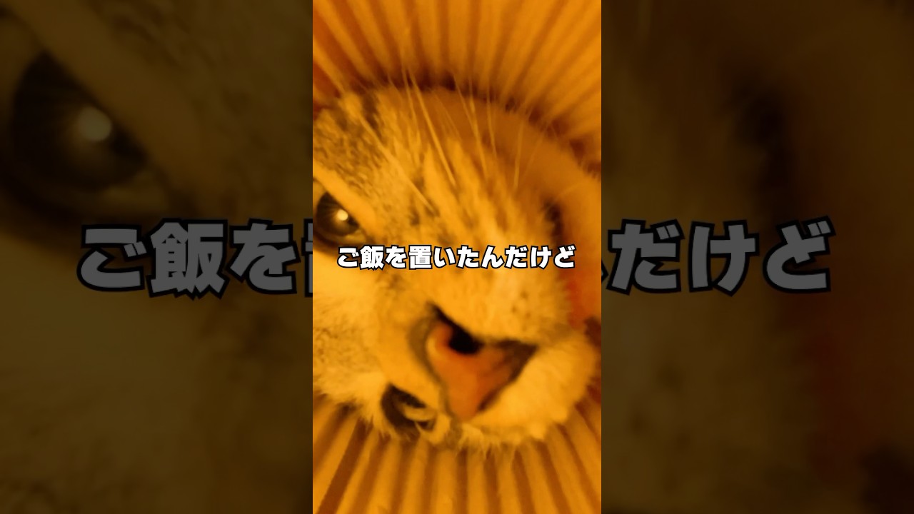 ズボラを極めし者の食事風景がコチラ🤣 #猫
