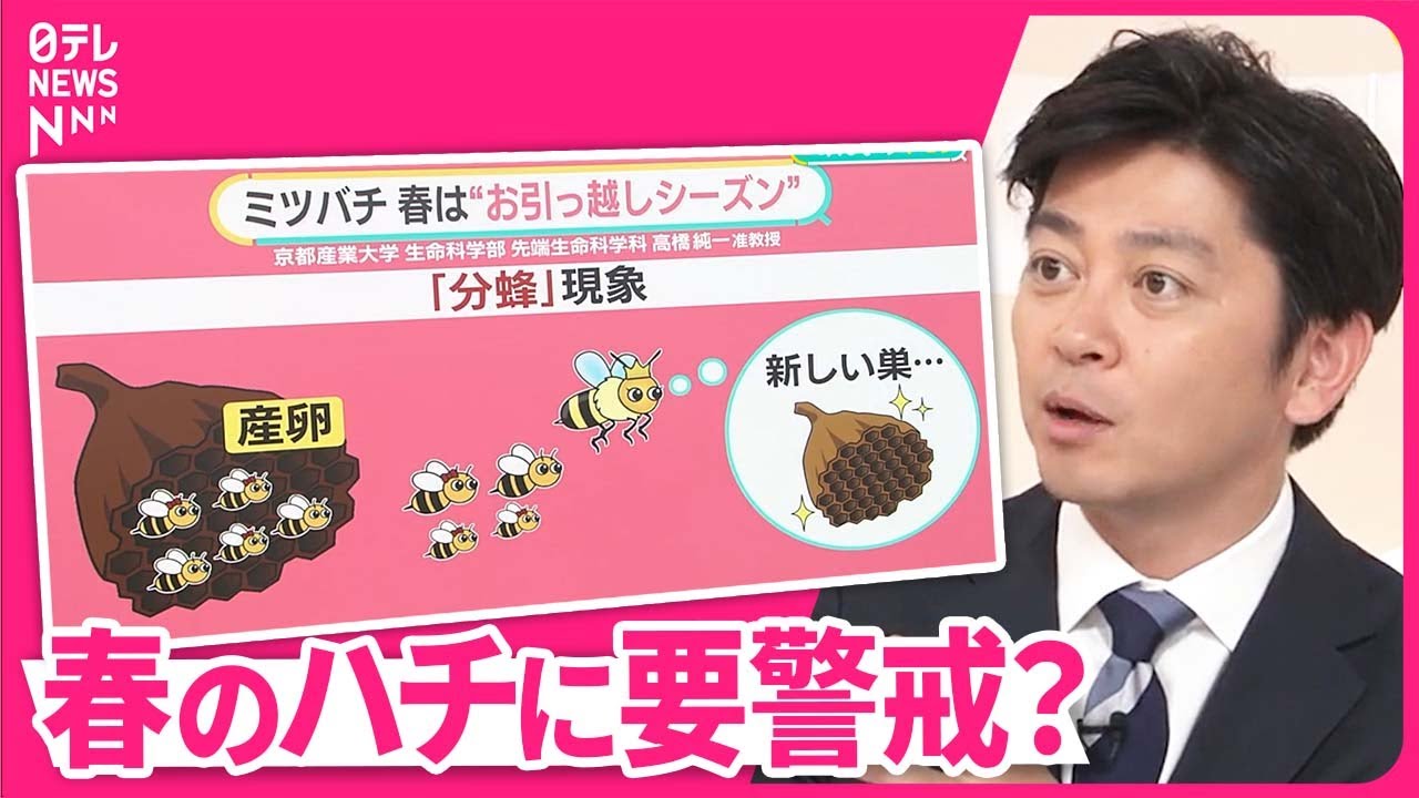 【春のハチ】メジャーの試合も遅らせる“分蜂”とは  温暖化でスズメバチの活動長く→巣も大きく？【#みんなのギモン】