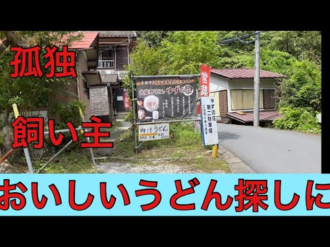 【柴犬飼い主54歳】柴犬に留守任せ、うどんの美味しい店探しに！