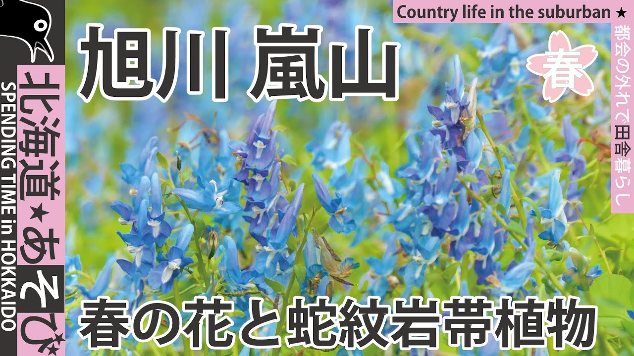嵐山_近文山 旭川 蛇紋岩植物と春の花