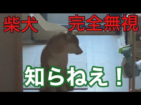 【柴犬飼い主54歳】飼い主のお出かけ時には完全無視をする柴犬！