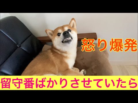 【柴犬飼い主54歳】留守番ばかりさせていたらマジで怒りっぽくなった柴犬！