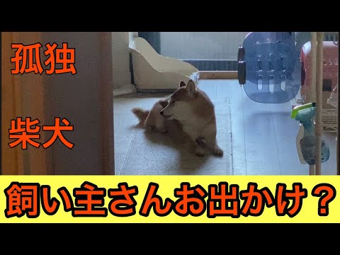 【柴犬飼い主54歳】柴犬にイタズラしていたら見送りさえしなくなった！