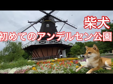 【柴犬飼い主54歳】船橋アンデルセン公園散策！