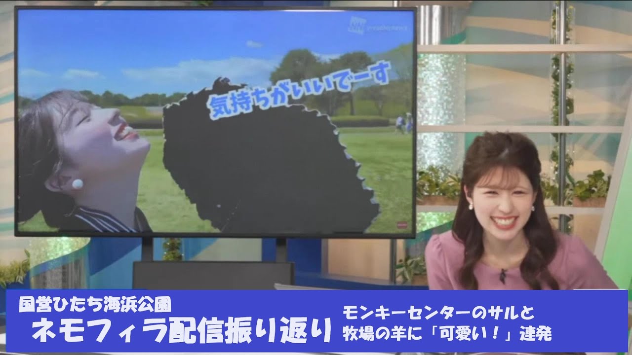 【小林李衣奈】ネモフィラ配信振り返り モンキーセンターと牧場の羊に大喜び【青原桃香】【ウェザーニュースLiVE】2024.4.29