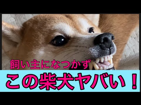 【柴犬飼い主54歳】どうしても飼い主になつかない柴犬！