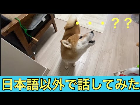 【柴犬飼い主54歳】柴犬の気を引かせるために日本語以外で接してみた！