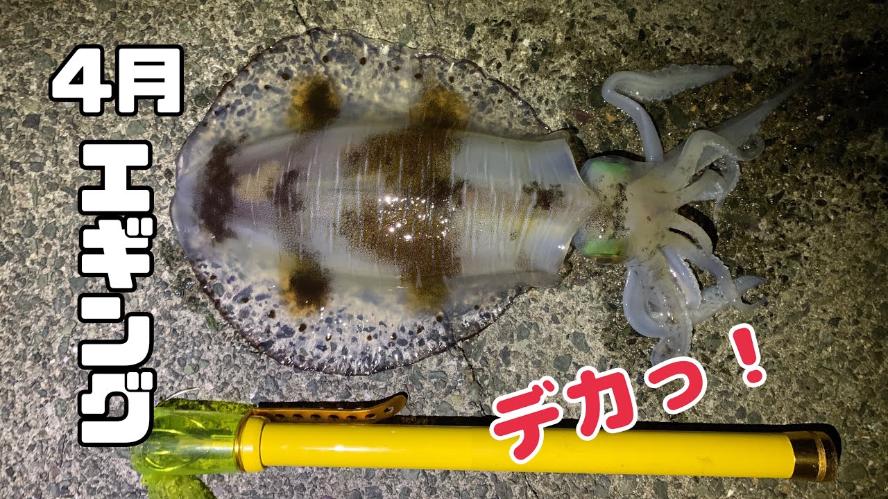4月エギング・・・２キロアップ出た！