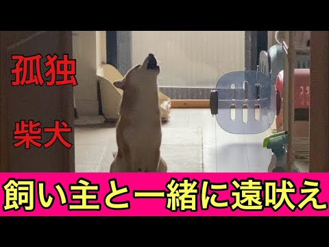 【柴犬飼い主54歳】飼い主と一緒に遠吠えをして仲間と認識する柴犬か？