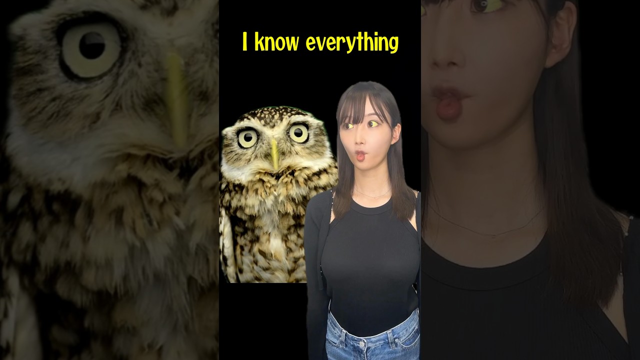 この ↑ リンクでうるりこEp69へ #山崎あみ #フクロウと呼ばれた男 を推す #うるりこ をフクロウになって告知 #shorts