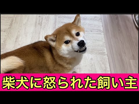 【柴犬飼い主54歳】