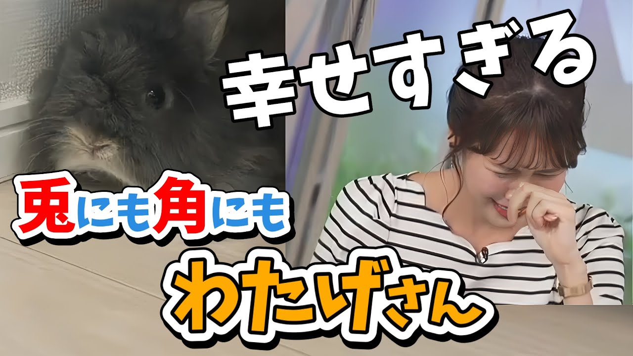【戸北美月】ウサギのことはよく分からなくても、みーちゃんがわたげさんを愛してるのはよく分かるお惚気 の時間【ウェザーニュース切り抜き】
