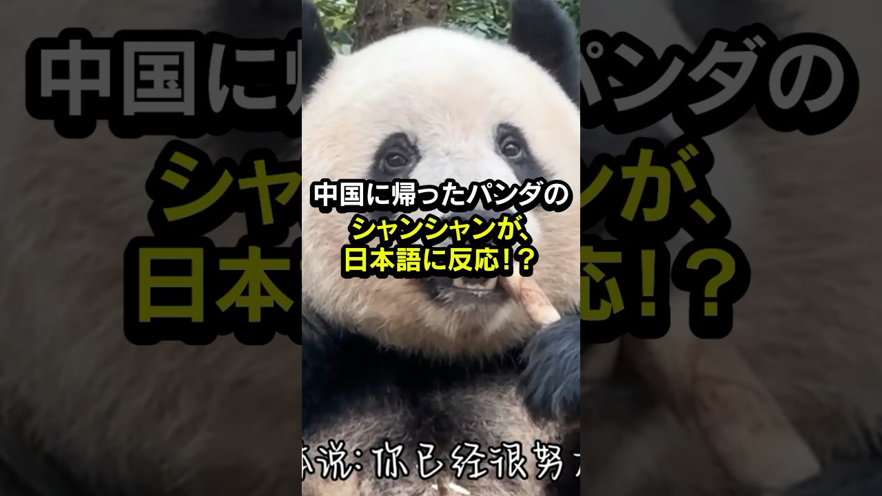 【感動】中国に帰ったシャンシャンが日本語に反応 #海外の反応
