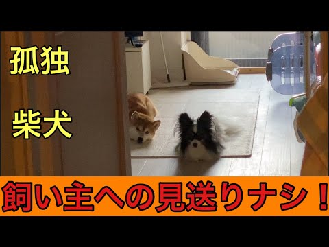 【柴犬飼い主54歳】留守番ばかりさせられているため飼い主が出かけようが何しようが完全無視！