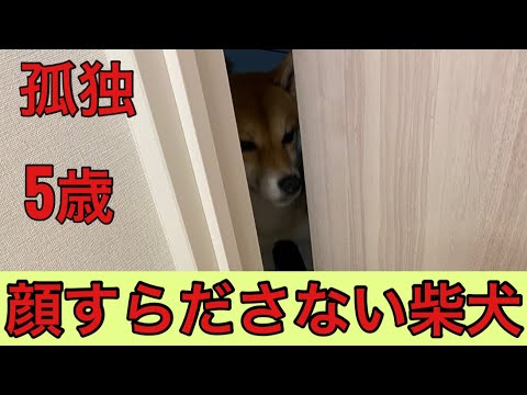 【柴犬飼い主54歳】飼い主のお出かけ時に顔も出さない柴犬！