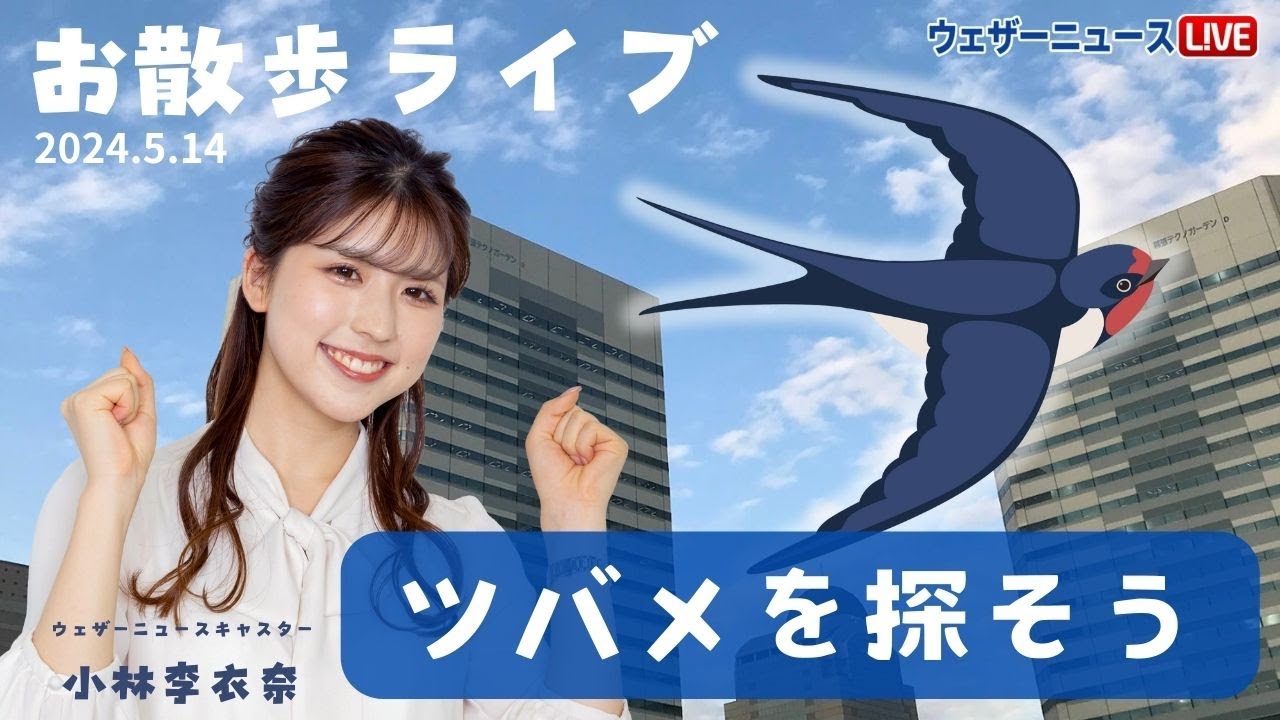 【🌡温度計の日LiVE】ツバメ探し散歩／2024年5月14日 小林李衣奈キャスター