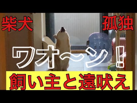 【柴犬飼い主54歳】寂しさを共有する飼い主と柴犬！