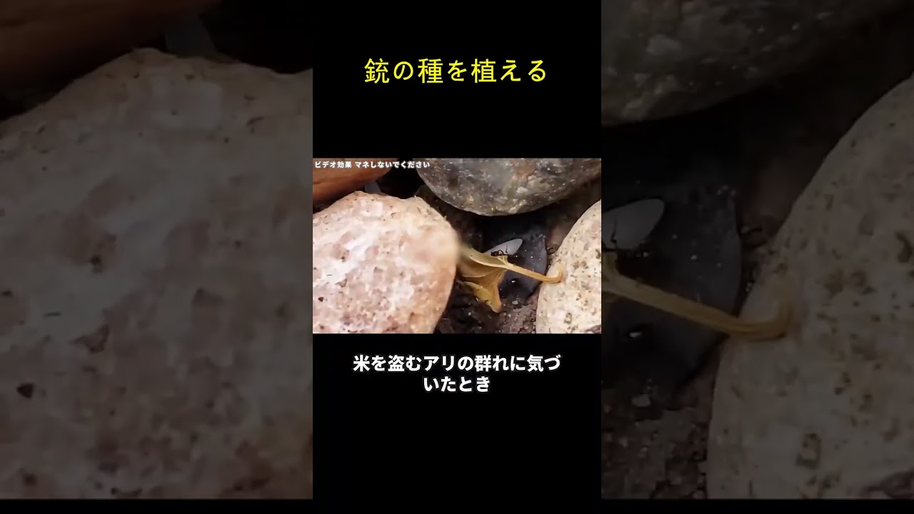 銃の種を植える