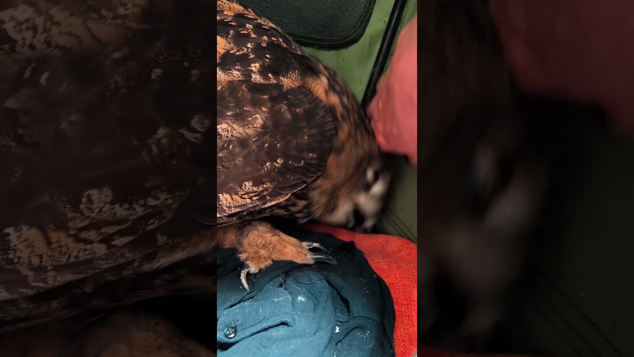 今日のジュニ君🦉僕の玩具 #ジュニちゃん #owl #cuteanimal