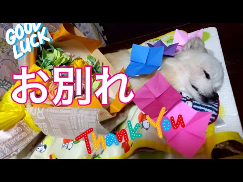 【柴犬飼い主54歳】チワワ荼毘に付します！