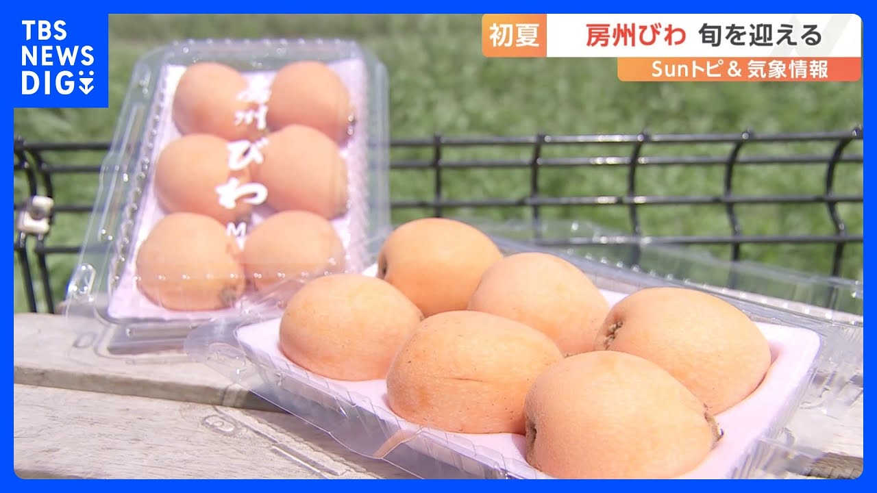 房総半島の初夏の味覚“ビワ”が旬　暖冬の影響で豊作に｜TBS NEWS DIG