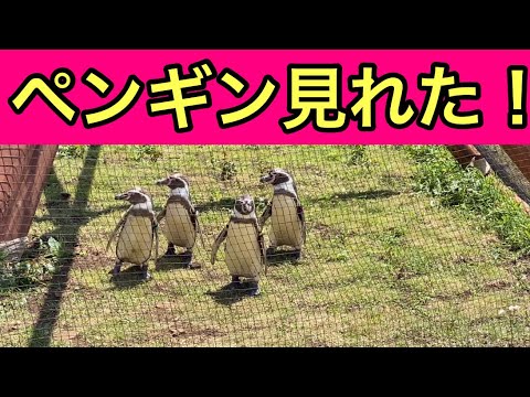 【柴犬飼い主54歳】柴犬置いてペンギンみに行ってみた！