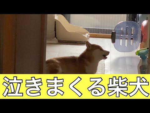 【柴犬飼い主54歳】飼い主が出かける時に泣きまくる柴犬！