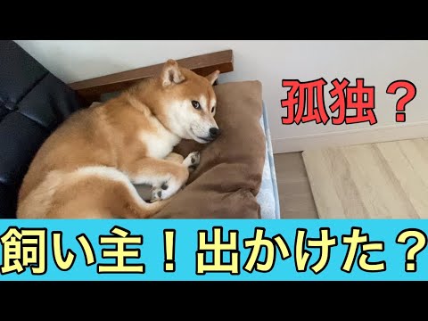 【柴犬飼い主54歳】飼い主出かけた後の柴犬！