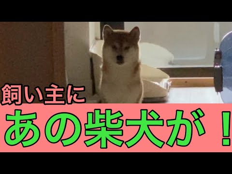 【柴犬飼い主54歳】気分次第でお見送りする柴犬！
