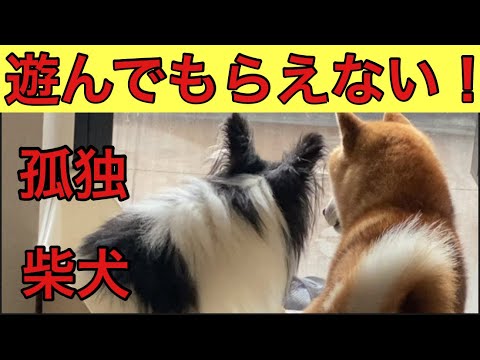 【柴犬飼い主54歳】どんなに誘っても遊んでもらえない柴犬！