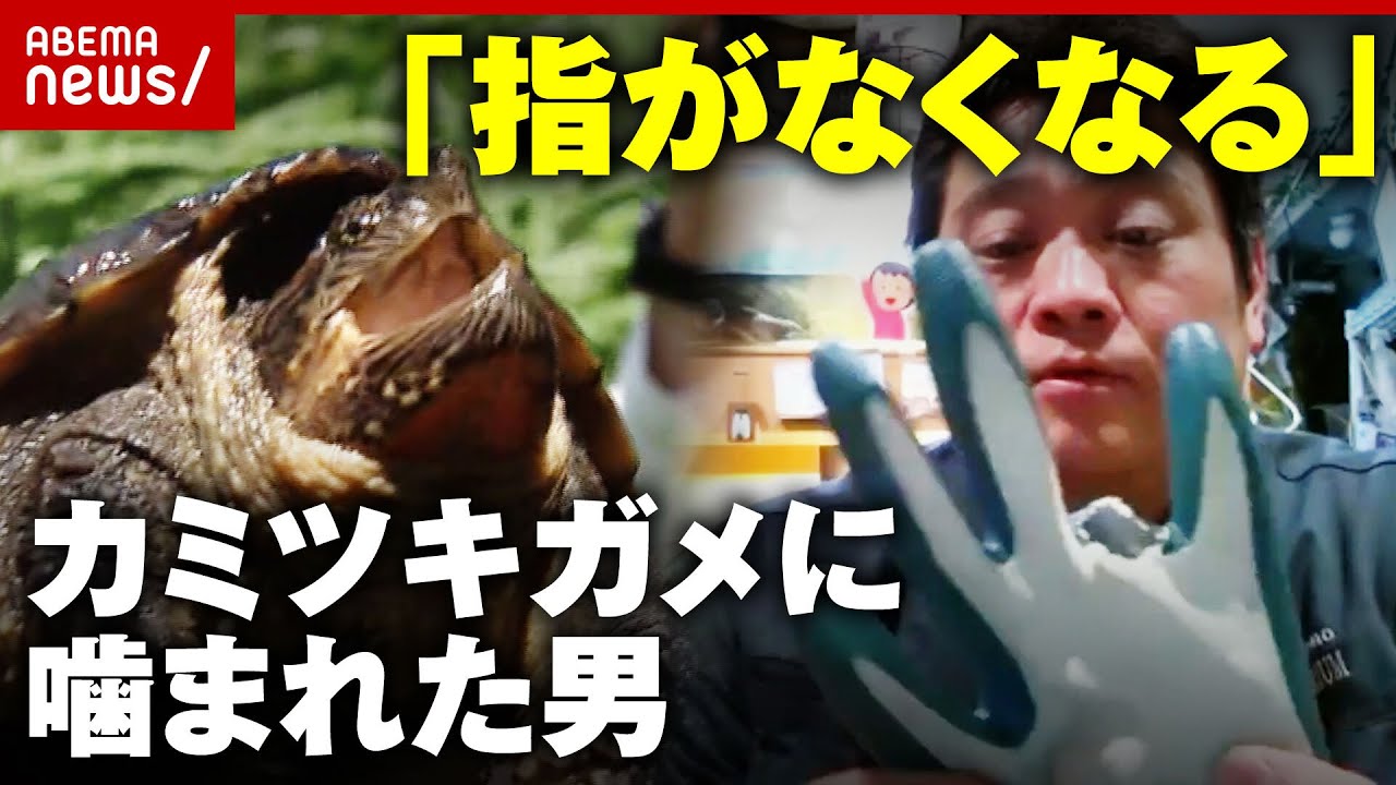 【指がなくなる】「遭遇したらどう対処？」カミツキガメに噛まれた男が解説｜ABEMA的ニュースショー