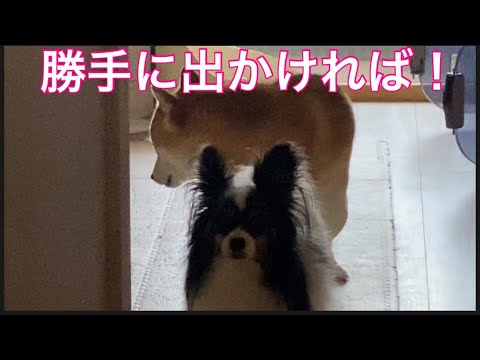 【柴犬飼い主54歳】柴犬に見送りもされない孤独な飼い主！
