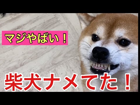 【柴犬飼い主54歳】柴犬が飼い主に服従すると高をくくっていたら！