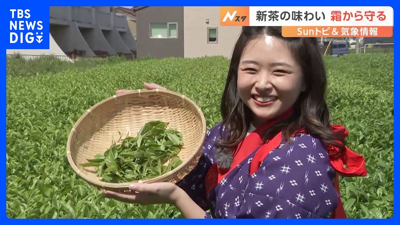 新茶の季節　狭山茶の美味しい飲み方とは【SUNトピ】｜TBS NEWS DIG