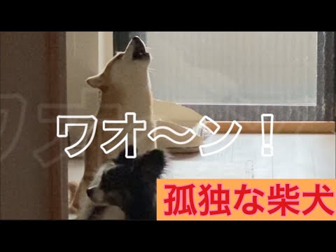 【柴犬飼い主54歳】柴犬の遠吠えを飼い主も一緒にやってみ！