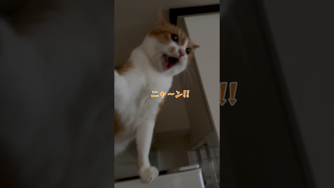 立入禁止エリアに登った猫に制裁を加える。　#shorts