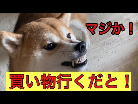 【柴犬飼い主54歳】柴犬に買い物と言って出かけた飼い主！