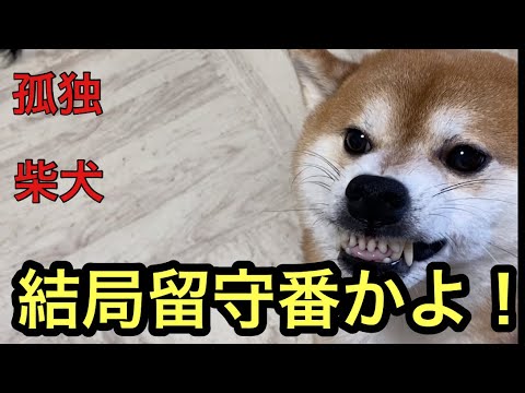 【柴犬飼い主54歳】ちゃんと柴犬に見送りされた飼い主なのに！