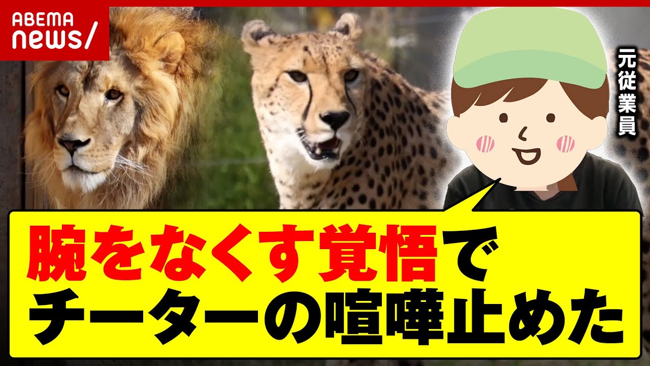 【危険】サファリパークの舞台裏…マレーバクに噛まれ重傷「チーターのケンカ 腕をなくす覚悟で止めた」｜ABEMA的ニュースショー